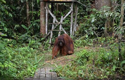 ساراواک-نمایش-اورانگوتان-ها-The-Great-Orangutan-Project-135452