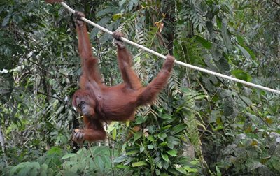 ساراواک-نمایش-اورانگوتان-ها-The-Great-Orangutan-Project-135446