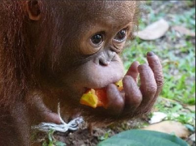 ساراواک-نمایش-اورانگوتان-ها-The-Great-Orangutan-Project-135447