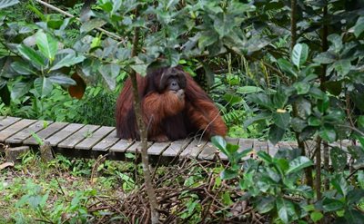 ساراواک-نمایش-اورانگوتان-ها-The-Great-Orangutan-Project-135451