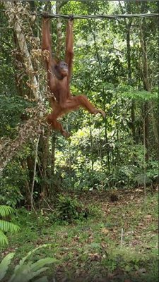 ساراواک-نمایش-اورانگوتان-ها-The-Great-Orangutan-Project-135454