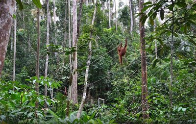 ساراواک-نمایش-اورانگوتان-ها-The-Great-Orangutan-Project-135449