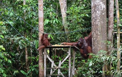 ساراواک-نمایش-اورانگوتان-ها-The-Great-Orangutan-Project-135450