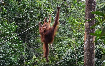 ساراواک-نمایش-اورانگوتان-ها-The-Great-Orangutan-Project-135453