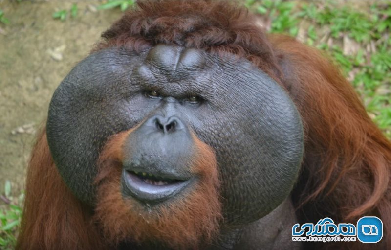 نمایش اورانگوتان ها The Great Orangutan Project