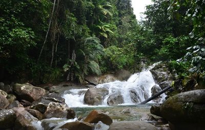 ساراواک-پارک-ملی-گونونگ-گادینگ-Gunung-Gading-National-Park-135505