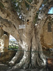 قبرس-شمالی-مسجد-لالا-مصطفی-پاشا-Lala-Mustafa-Pasha-Mosque-137378