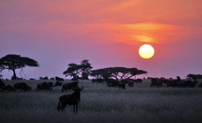 مارا-پارک-ملی-سرنگتی-Serengeti-National-Park-138129