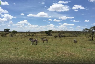 مارا-پارک-ملی-سرنگتی-Serengeti-National-Park-138132