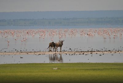 مانیارا-دریاچه-مانیارا-Lake-Manyara-138297