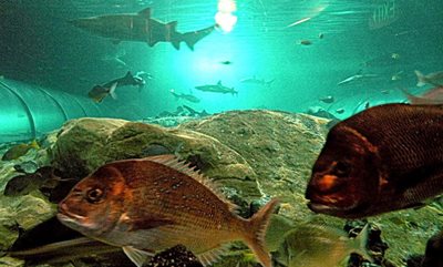 سیدنی-آکواریوم-سی-لایف-Sea-Life-Sydney-Aquarium-142652