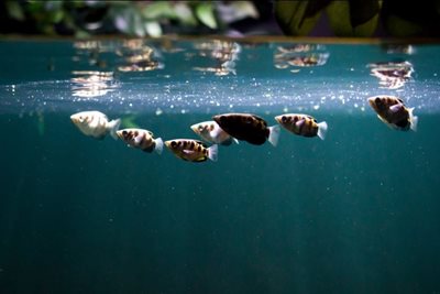 سیدنی-آکواریوم-سی-لایف-Sea-Life-Sydney-Aquarium-142653