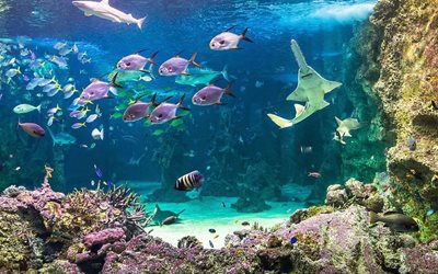 سیدنی-آکواریوم-سی-لایف-Sea-Life-Sydney-Aquarium-142657