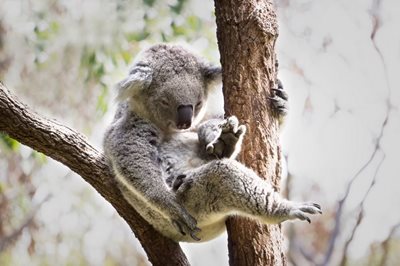 سیدنی-باغ-وحش-تارونگا-Taronga-Zoo-143093