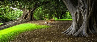 سیدنی-باغ-های-گیاهی-رویال-Royal-Botanic-Gardens-143122