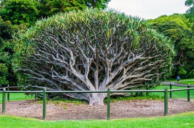 سیدنی-باغ-های-گیاهی-رویال-Royal-Botanic-Gardens-143121