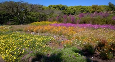 کیپ-تاون-باغ-گیاه-شناسی-ملی-کریستن-بوش-Kirstenbosch-National-Botanical-Gardens-143538