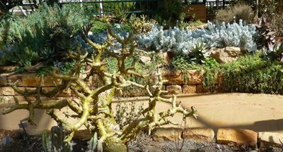 کیپ-تاون-باغ-گیاه-شناسی-ملی-کریستن-بوش-Kirstenbosch-National-Botanical-Gardens-143542