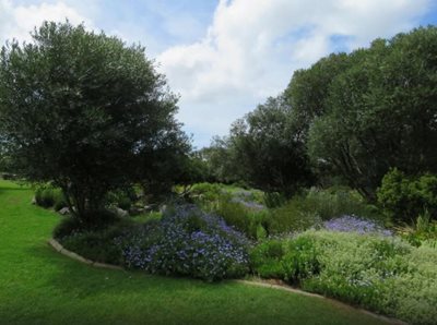 کیپ-تاون-باغ-گیاه-شناسی-ملی-کریستن-بوش-Kirstenbosch-National-Botanical-Gardens-143525