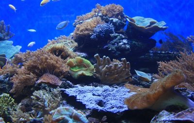 کیپ-تاون-آکواریوم-دو-اقیانوس-the-two-oceans-aquarium-151169