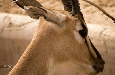 سان-دیگو-باغ-وحش-سان-دیگو-San-Diego-Zoo-152582