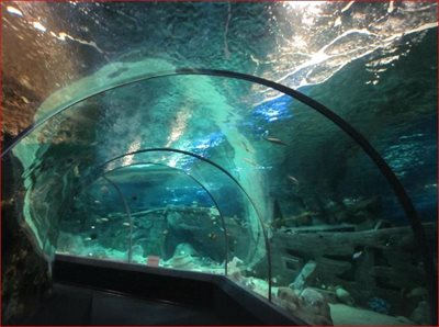 پارک اقیانوسی دیسکاوری ورلد سوچی Sochi Discovery World Aquarium