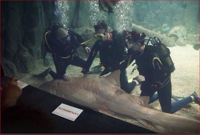 سوچی-پارک-اقیانوسی-دیسکاوری-ورلد-سوچی-Sochi-Discovery-World-Aquarium-157713