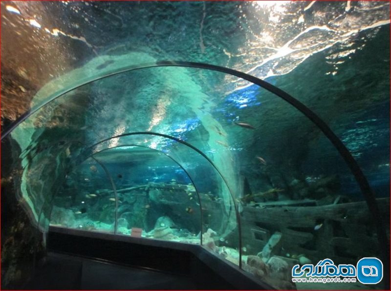 پارک اقیانوسی دیسکاوری ورلد سوچی Sochi Discovery World Aquarium