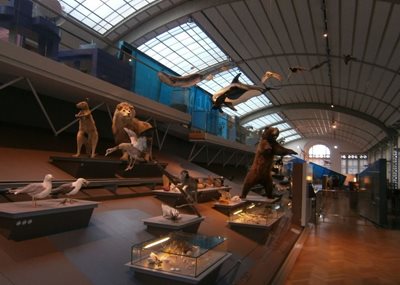 بروکسل-موزه-تاریخ-طبیعی-Museum-of-Natural-Sciences-160103
