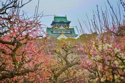 اوساکا-قلعه-و-پارک-اوساکا-Osaka-Castle-Park-160576
