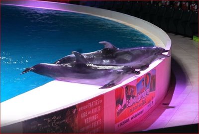 دبی-دلفیناریوم-دبی-Dubai-Dolphinarium-163153