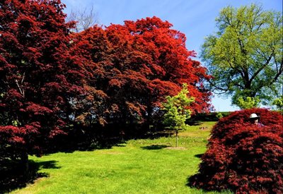 روچستر-پارک-گیاهان-هایلند-Highland-Botanical-Park-164728
