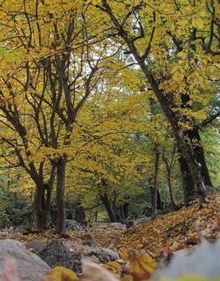 رامیان-جنگل-دره-ملا-167148