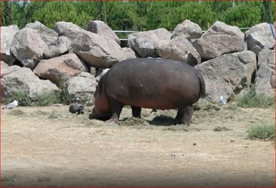 ازمیر-پارک-حیات-وحش-ازمیر-Izmir-Wild-Life-Park-168819