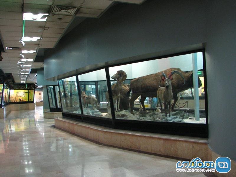 موزه تنوع زیستی