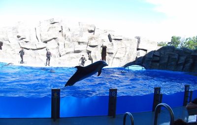 باتومی-پارک-دلفین-ها-Dolphinarium-177096