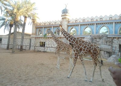 ابوظبی-باغ-وحش-امارات-Emirates-Park-Zoo-179009