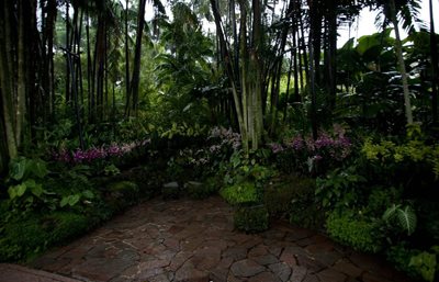 سنگاپور-باغ-ملی-ارکیده-National-Orchid-Garden-190037
