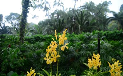 سنگاپور-باغ-ملی-ارکیده-National-Orchid-Garden-190038