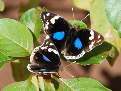 مرکز پروانه های زنگبار Zanzibar Butterfly Centre