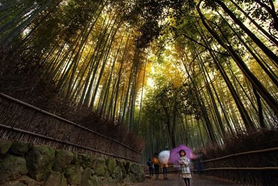 کیوتو-مسیر-پیاده-روی-جنگل-بامبو-Bamboo-Forest-195412