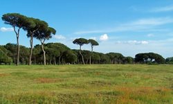 پارک ملی Parco naturale Migliarino San Rossore Massaciuccoli