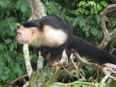 پاناما-سیتی-جزیره-میمون-ها-Monkey-Island-197026