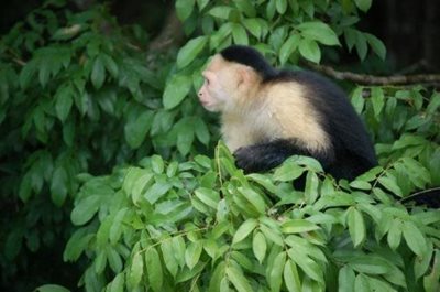 پاناما-سیتی-جزیره-میمون-ها-Monkey-Island-197027