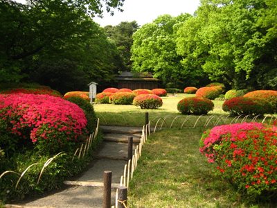 توکیو-معبد-میجی-جینگو-Meiji-Jingu-200298