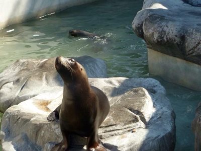 بوینس-آیرس-باغ-وحش-بوینس-آیرس-Zoo-Buenos-Aires-201207