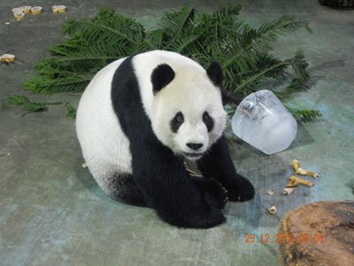 تایپه-باغ-وحش-تایپه-Taipei-Zoo-204452