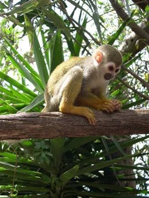 جزایر-قناری-پارک-میمون-ها-Monkey-Park-205920