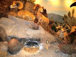 موزه تاریخ طبیعی لاس وگاس Las Vegas Natural History Museum