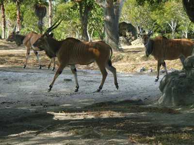 میامی-باغ-وحش-میامی-Zoo-Miami-215166